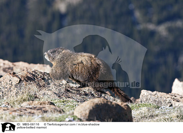 Gelbbauchmurmeltier / yellow-bellied marmot / MBS-08116