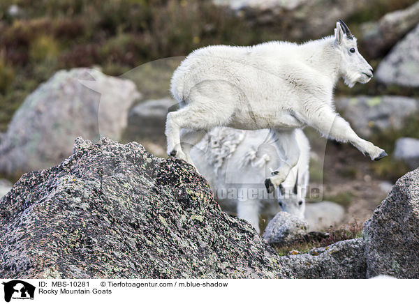 Rocky Mountain Goats / MBS-10281