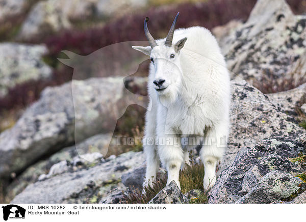 Rocky Mountain Goat / MBS-10282