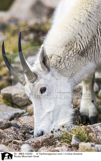 Rocky Mountain Goat / MBS-10290