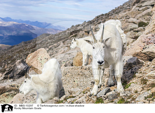 Rocky Mountain Goats / MBS-10297