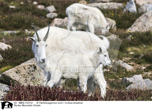 Rocky Mountain Goats / MBS-10312