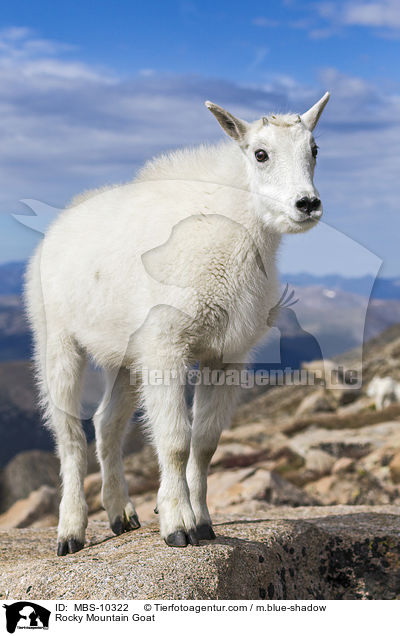 Rocky Mountain Goat / MBS-10322