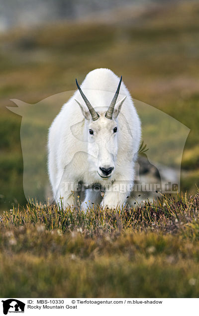 Rocky Mountain Goat / MBS-10330