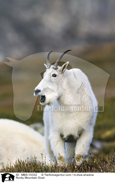 Rocky Mountain Goat / MBS-10332