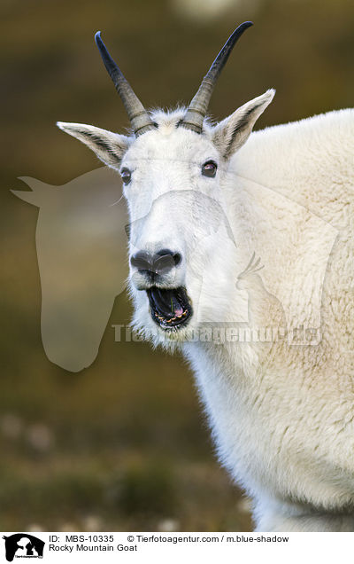 Rocky Mountain Goat / MBS-10335