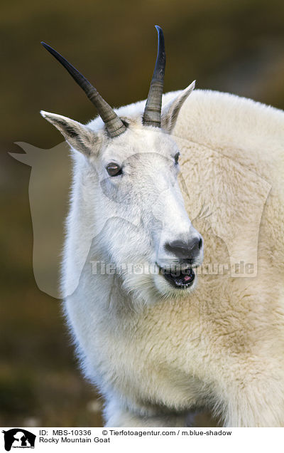 Rocky Mountain Goat / MBS-10336