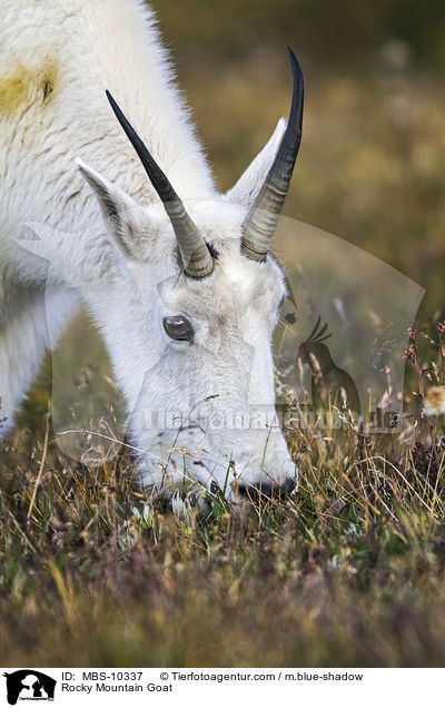 Rocky Mountain Goat / MBS-10337