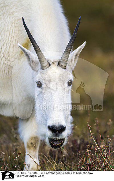 Rocky Mountain Goat / MBS-10338