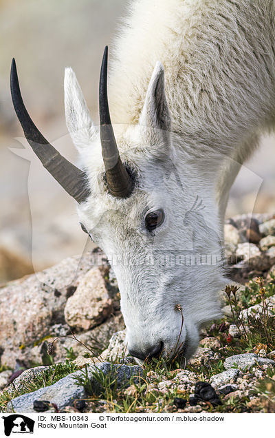 Rocky Mountain Goat / MBS-10343