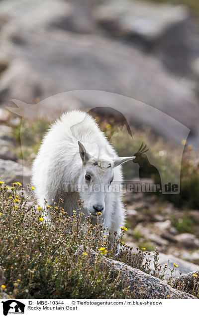 Rocky Mountain Goat / MBS-10344