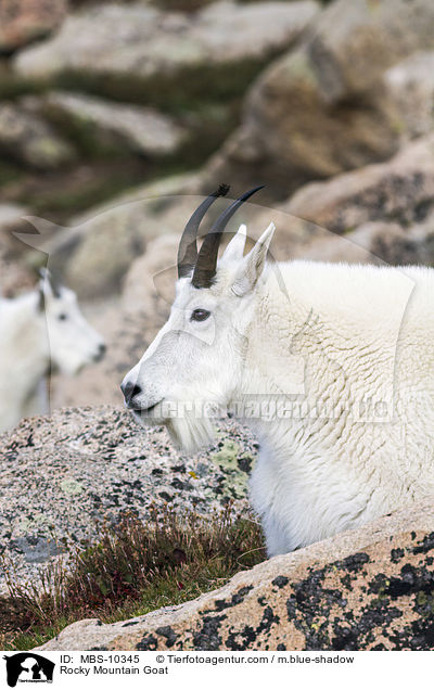 Rocky Mountain Goat / MBS-10345