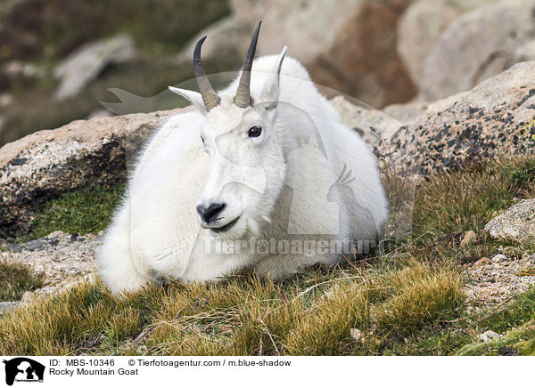 Rocky Mountain Goat / MBS-10346