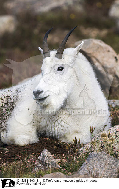 Rocky Mountain Goat / MBS-10348