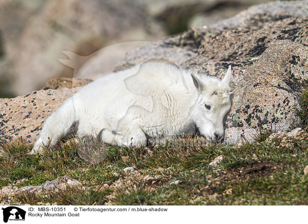Rocky Mountain Goat / MBS-10351