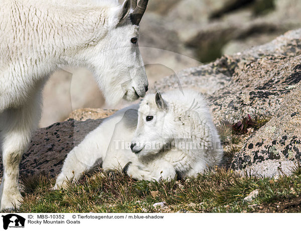Rocky Mountain Goats / MBS-10352
