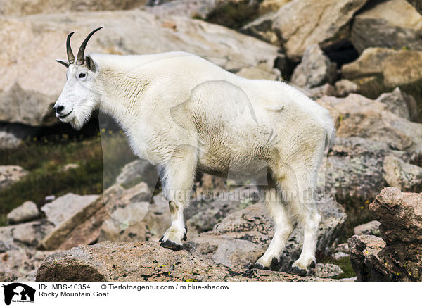 Rocky Mountain Goat / MBS-10354