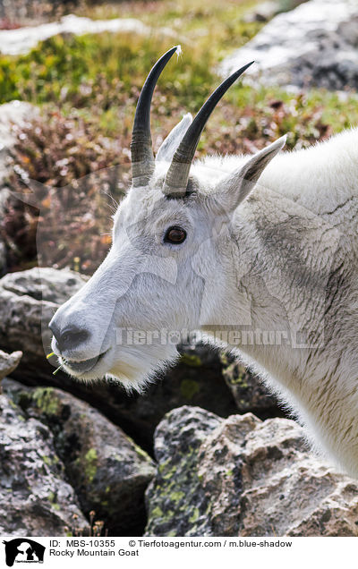 Rocky Mountain Goat / MBS-10355