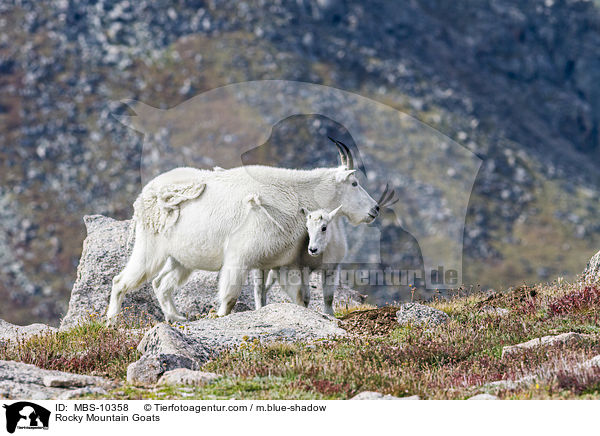 Rocky Mountain Goats / MBS-10358
