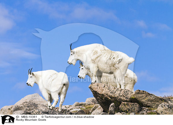 Rocky Mountain Goats / MBS-10361