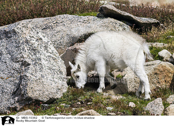 Rocky Mountain Goat / MBS-10362