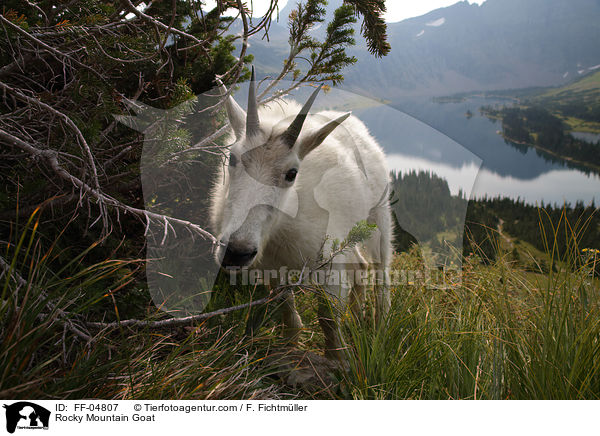 Rocky Mountain Goat / FF-04807