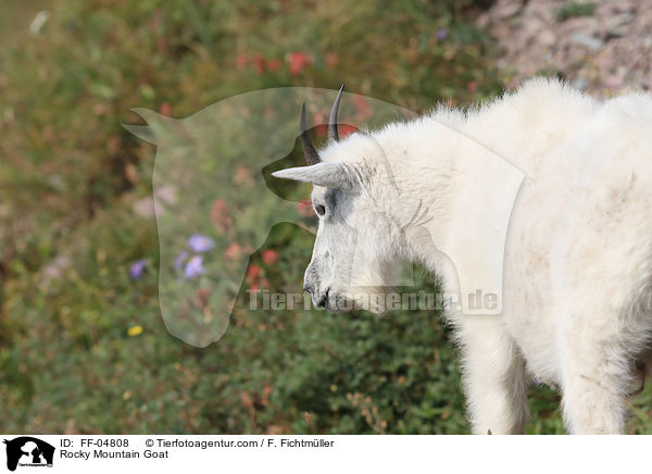Rocky Mountain Goat / FF-04808
