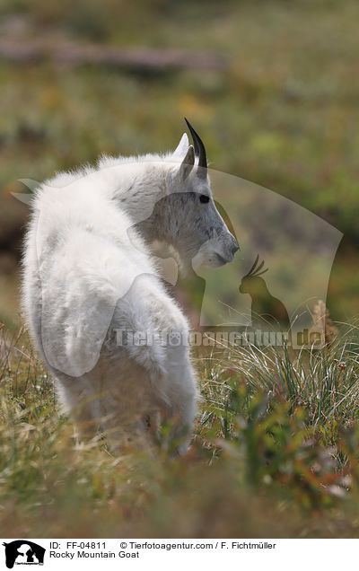 Rocky Mountain Goat / FF-04811