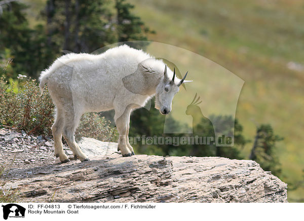Rocky Mountain Goat / FF-04813
