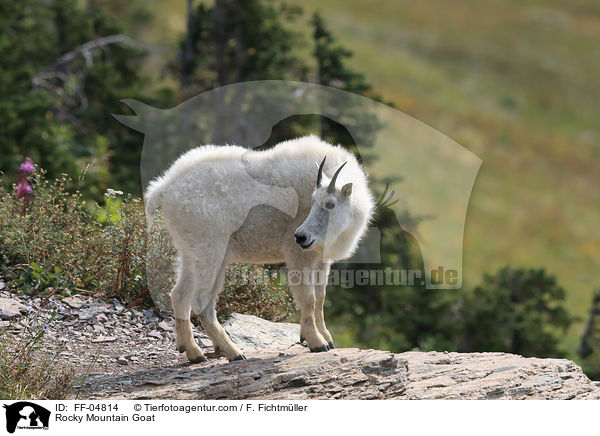 Rocky Mountain Goat / FF-04814