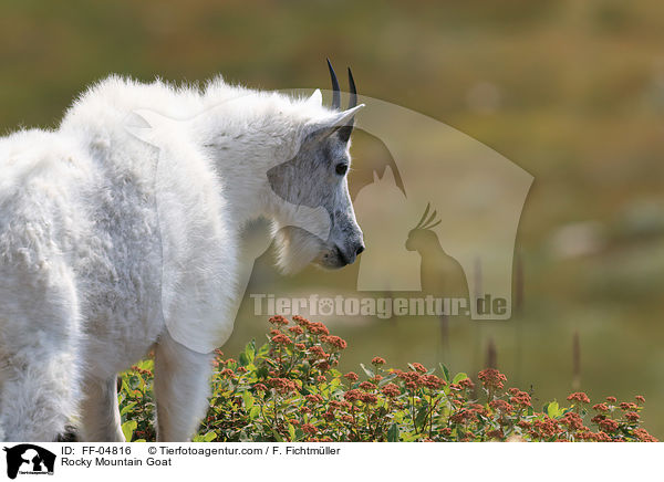Rocky Mountain Goat / FF-04816