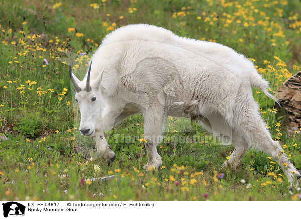 Rocky Mountain Goat / FF-04817