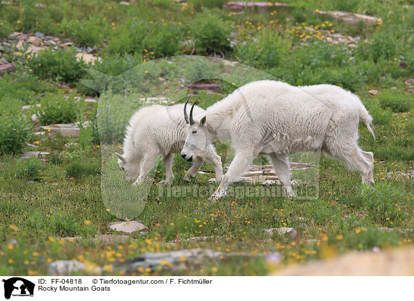 Rocky Mountain Goats / FF-04818