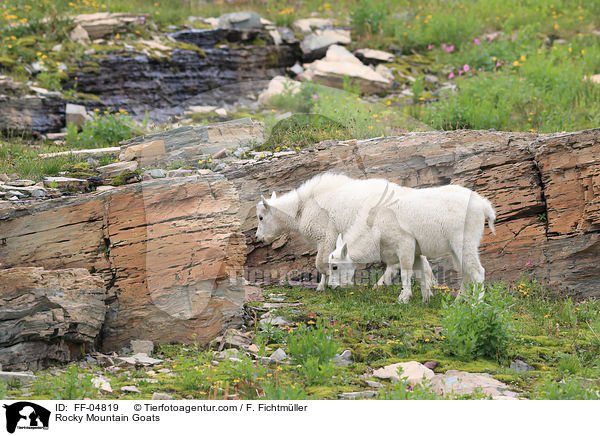 Rocky Mountain Goats / FF-04819