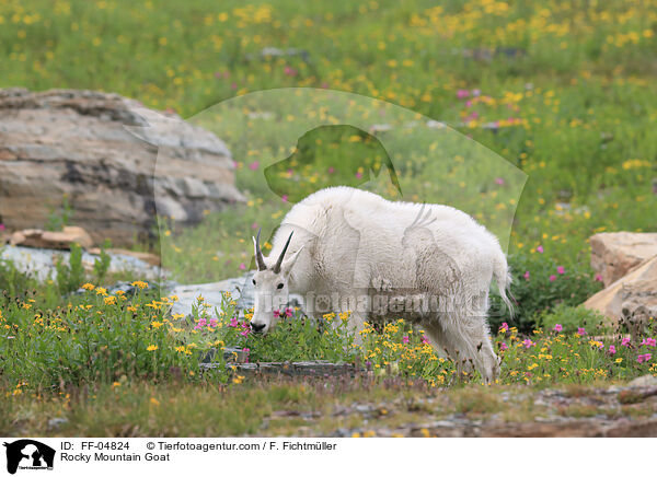 Rocky Mountain Goat / FF-04824