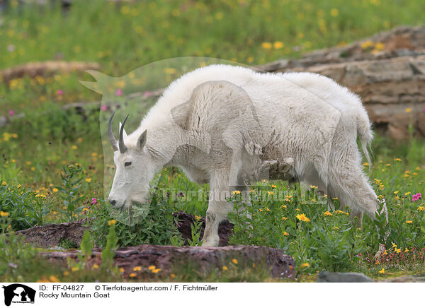 Rocky Mountain Goat / FF-04827