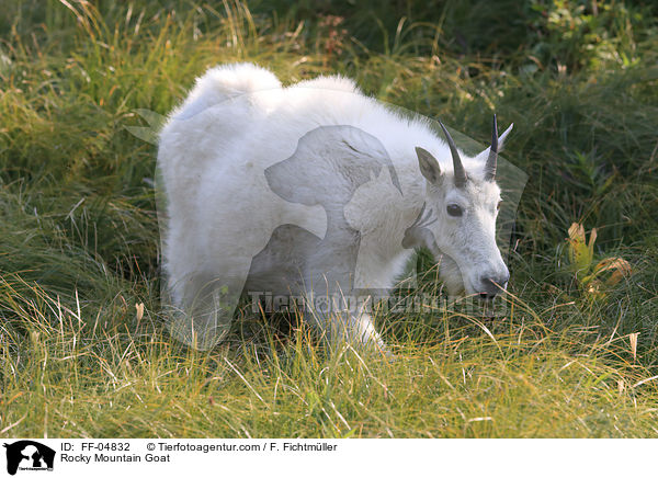Rocky Mountain Goat / FF-04832