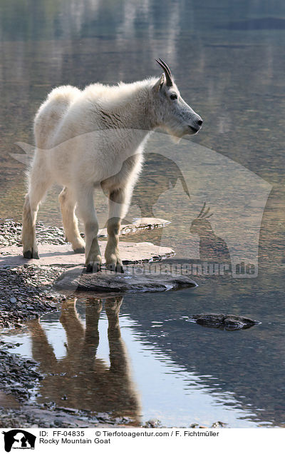 Rocky Mountain Goat / FF-04835