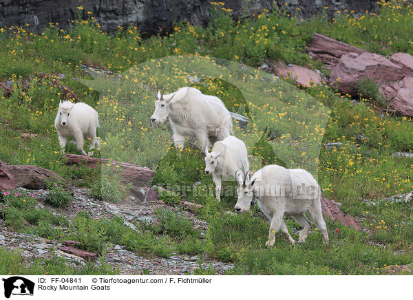 Rocky Mountain Goats / FF-04841