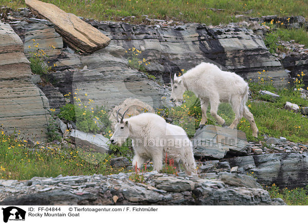 Rocky Mountain Goat / FF-04844