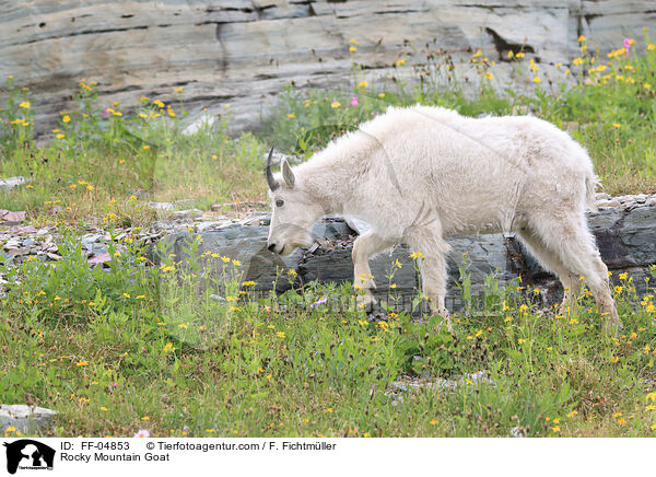 Rocky Mountain Goat / FF-04853