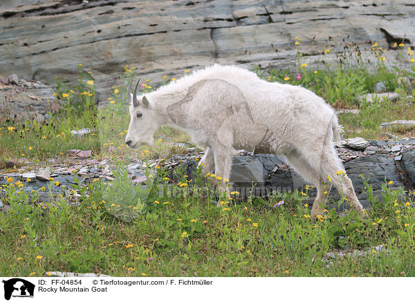Rocky Mountain Goat / FF-04854