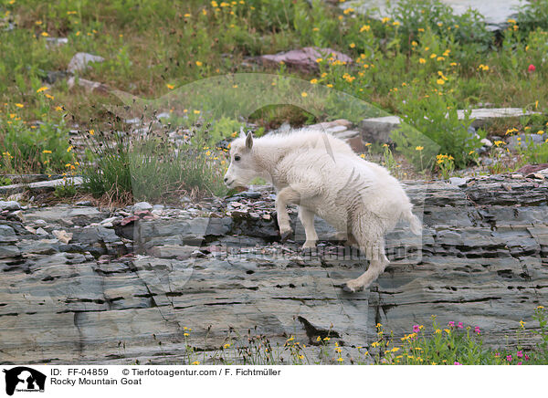 Rocky Mountain Goat / FF-04859