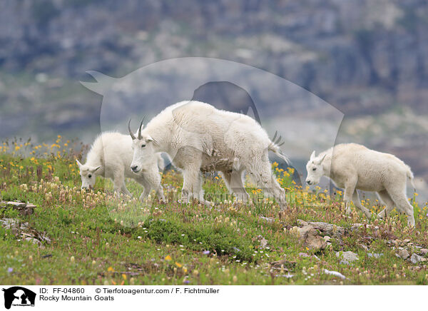 Rocky Mountain Goats / FF-04860