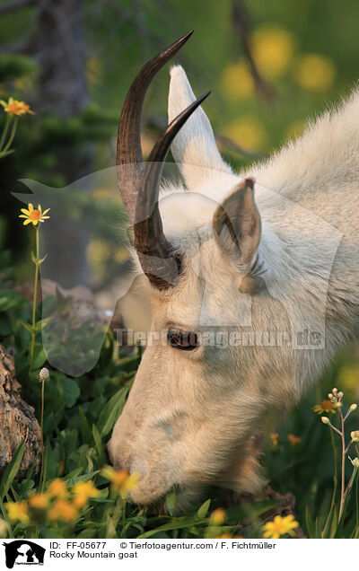Rocky Mountain goat / FF-05677