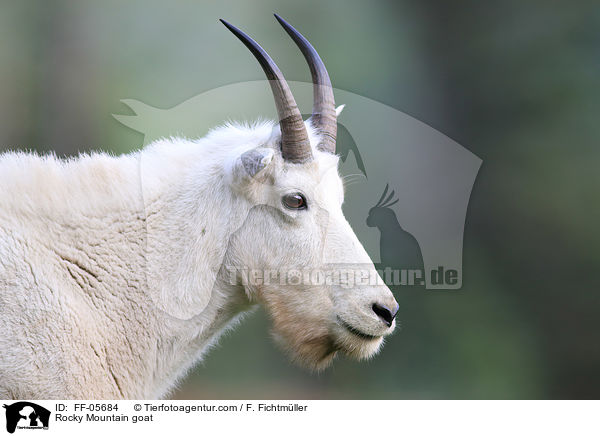 Rocky Mountain goat / FF-05684