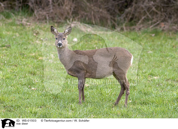 roe deer / WS-01503