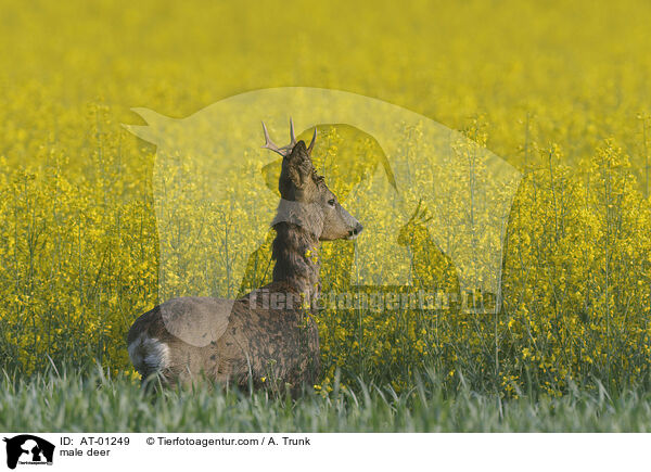 Rehbock / male deer / AT-01249