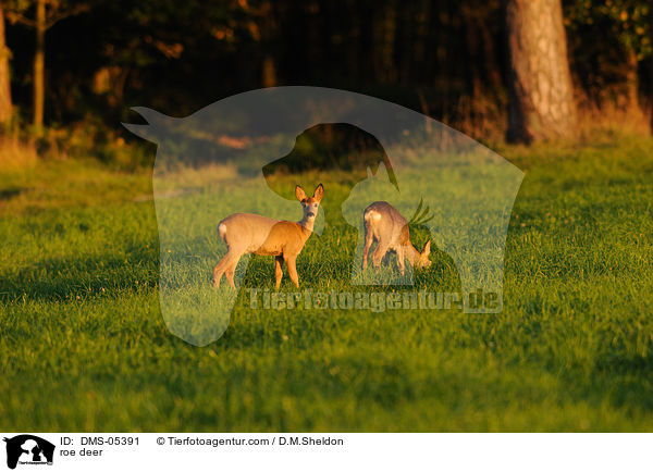 Rehe / roe deer / DMS-05391