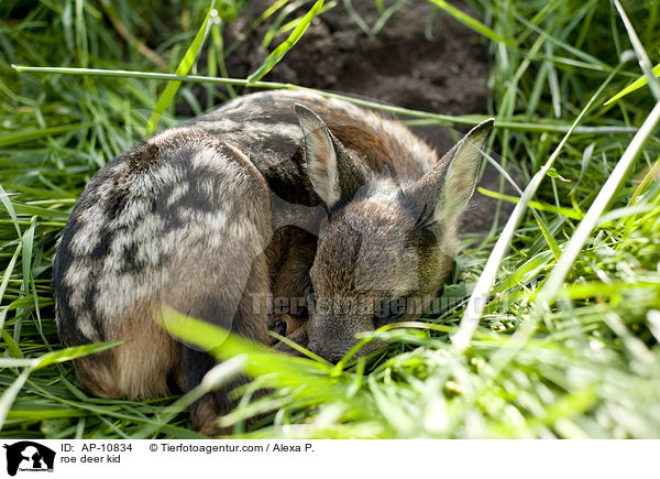 Rehkitz / roe deer kid / AP-10834